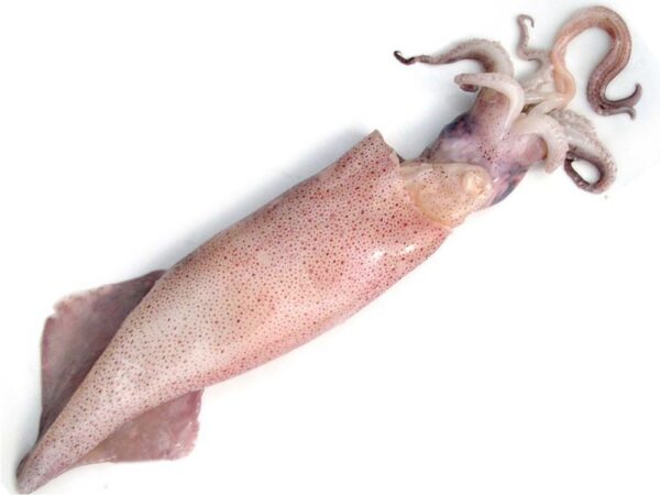 CALAMARI VERACI SPORCHI U/3