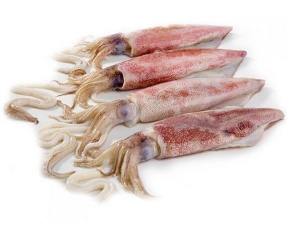 CALAMARI VERACI INTERI