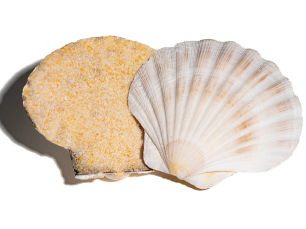 CANESTRELLE SALMONE E BESCIAMELLA