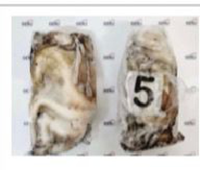 POLPI BARCA T-5 SPORCO