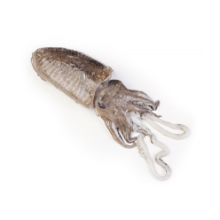 SEPPIA DI BARCA SPORCA