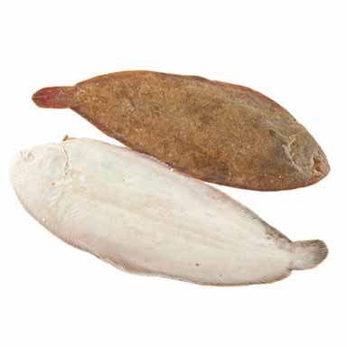 SOGLIOLA DOVER N° 3