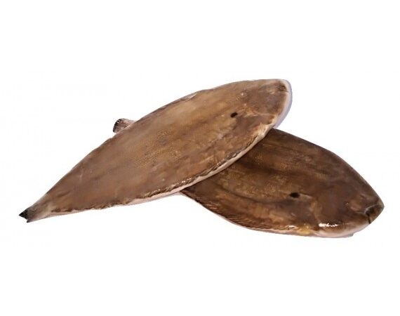 SOGLIOLA DOVER N° 5