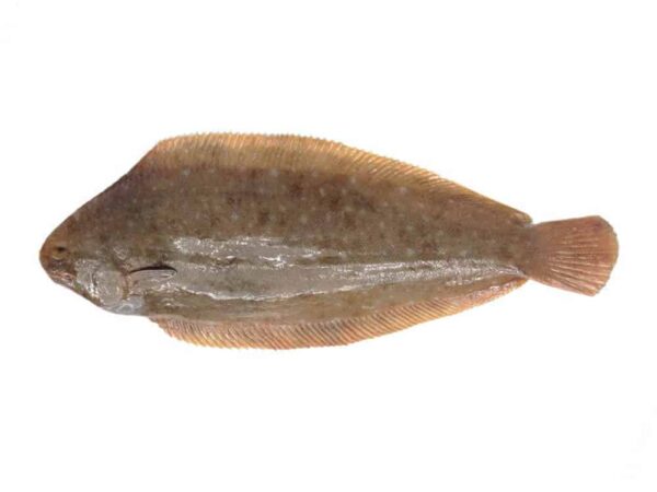 SOGLIOLE NOSTRANE