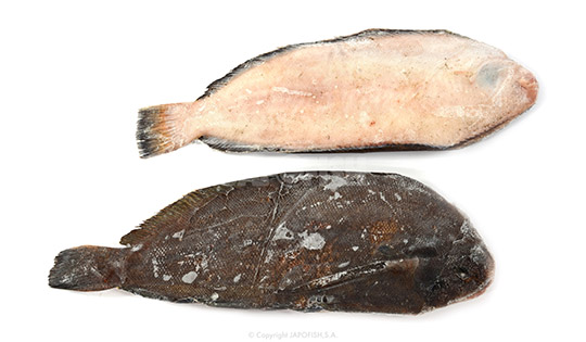 SOGLIOLE NOSTRANE L/5