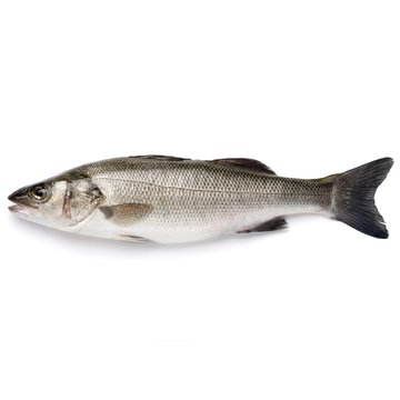 SPIGOLA INTERA EVISCERATA