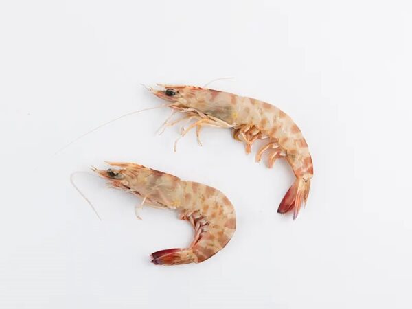 MAZZANCOLLE NOSTRANE