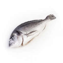 ORATA INTERA EVISCERATA