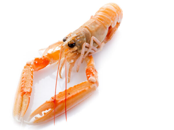 SCAMPI SICILIA CONGELATI A BORDO